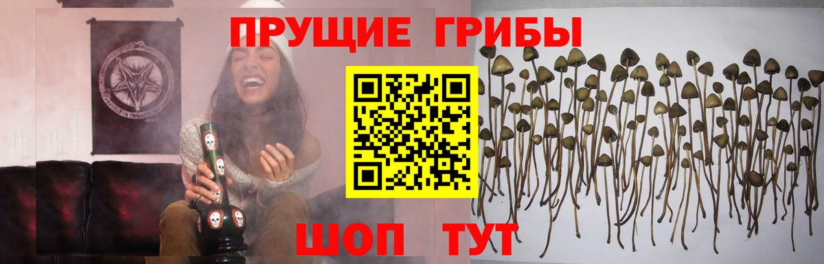 Псилоцибиновые грибы GOLDEN TEACHER  Вход с VPN  Дубна  Псилоцибиновые грибы ЛСД 